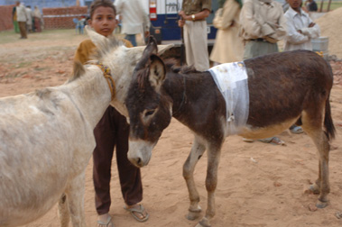 Work Camp Bhatta Donkey 