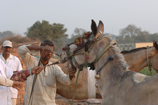 Bhutta kutchar