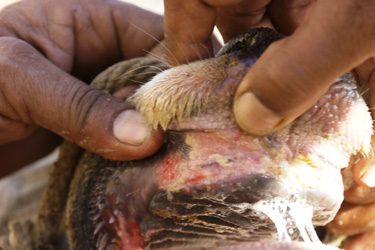 Fooot and Mouth Disease