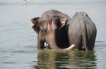 Elephants Jamuna